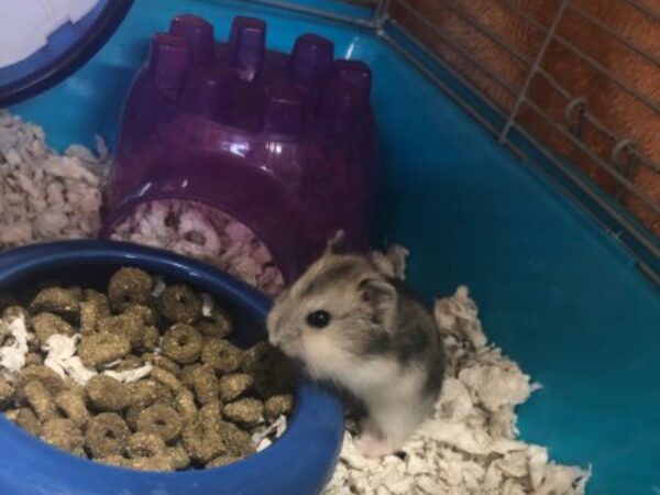 Gerbil