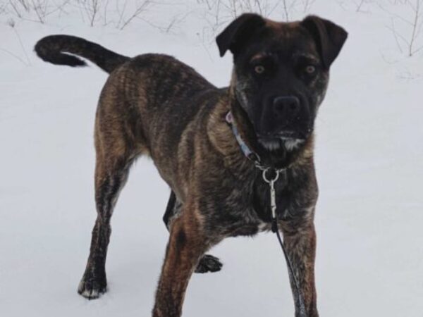 Dog in snow