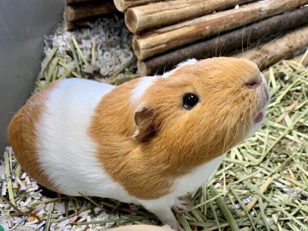 guinea pig