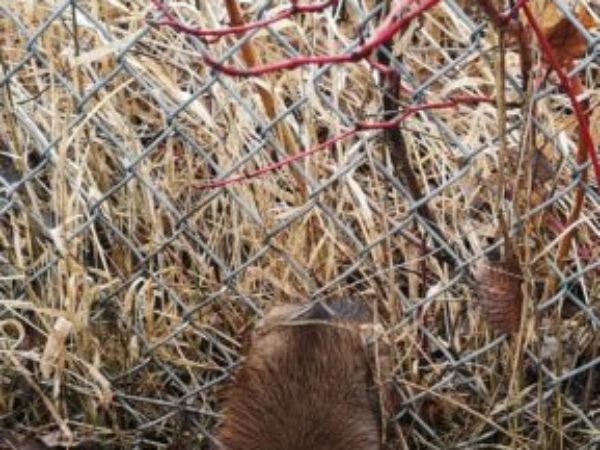 muskrat, animal control, wildlife