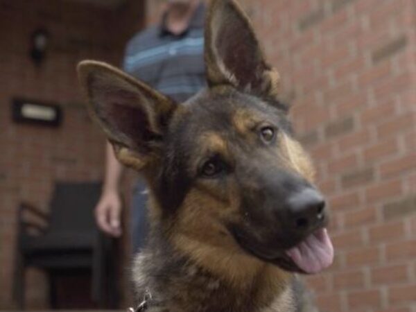 Nakita and Dan, PTSD service dog