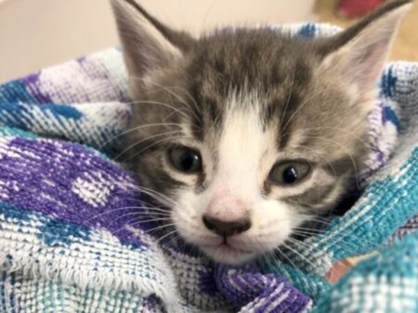 kitten in blanket