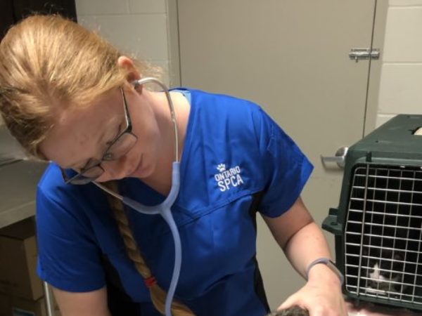 RVT, day in the life, registered veterinary technician