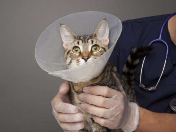 Cat with cone