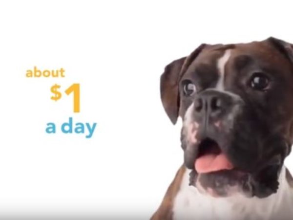 Petplan, pet insurance