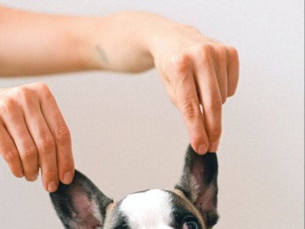 clean your dog's ears, dog tips, pet tips, ontario spca