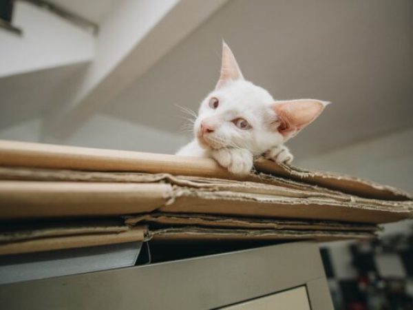 moving day stress for your cat, moving day stressful for cats