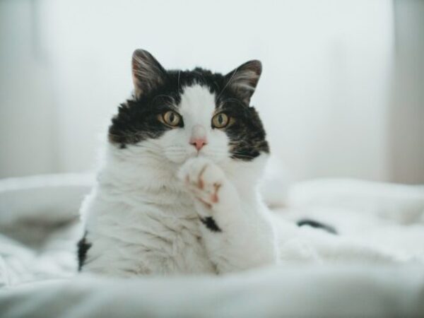 cat nail trimming, trimming your cat's nails