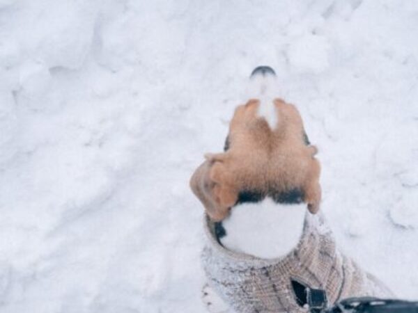 winter dog walk