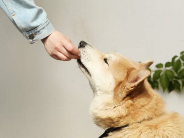 Feeding dog