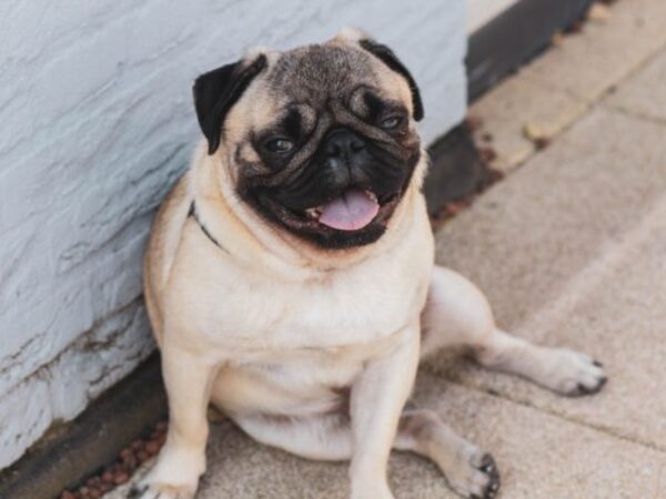 overweight pug