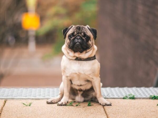 how to teach your dog to sit