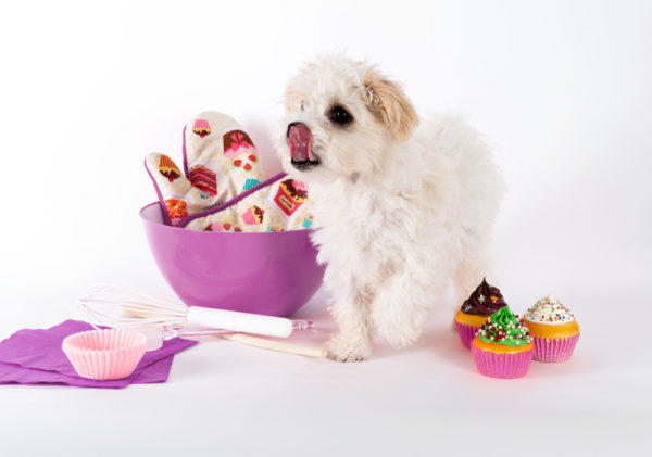 dog, puppy, national cupcake day