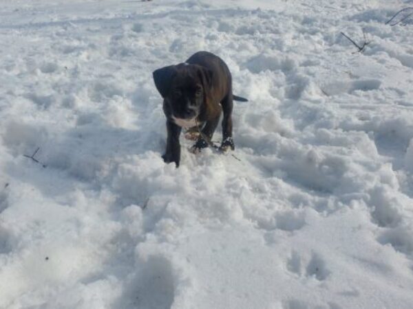 Puppy in snow