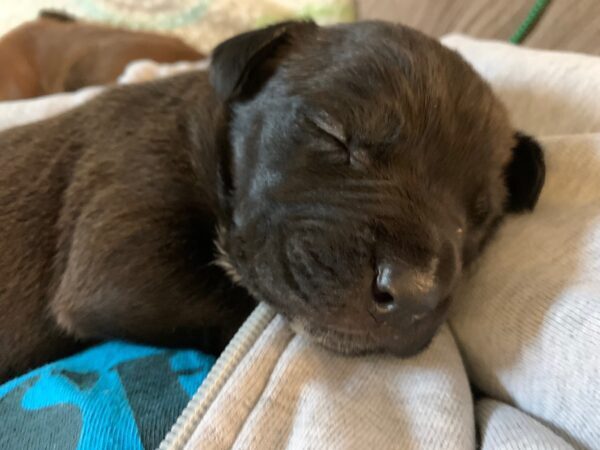 Puppy sleeping