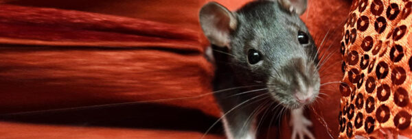 rat-adoption-banner