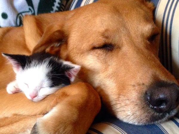 cats and dogs bffs, cat and dog cuddling