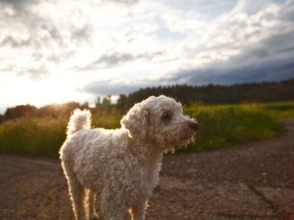 dog cool, royal canin, hot weather, summer safety