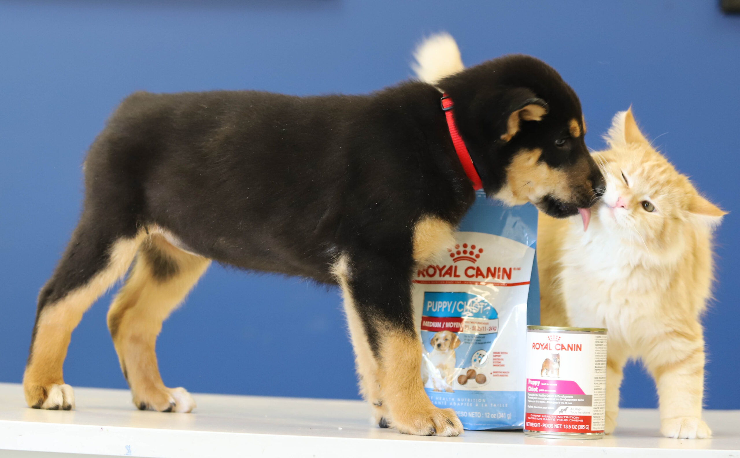 royal canin, announcement, feeding partner