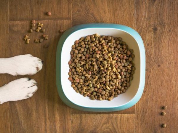 how much food should you feed your dog, royal canin