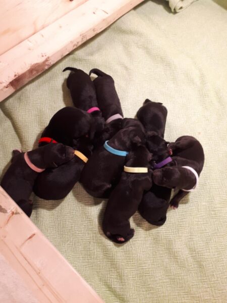 Bobbie's puppies