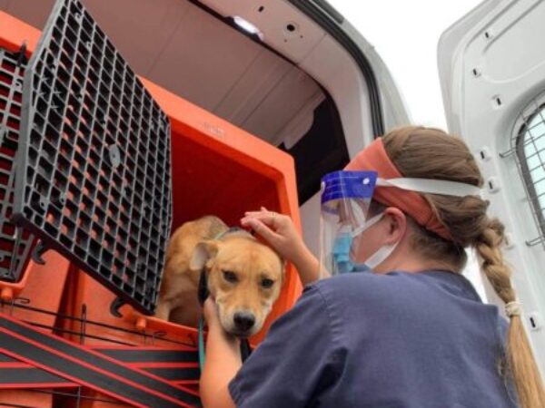 Ryan regina and rory, dog rehabilitation