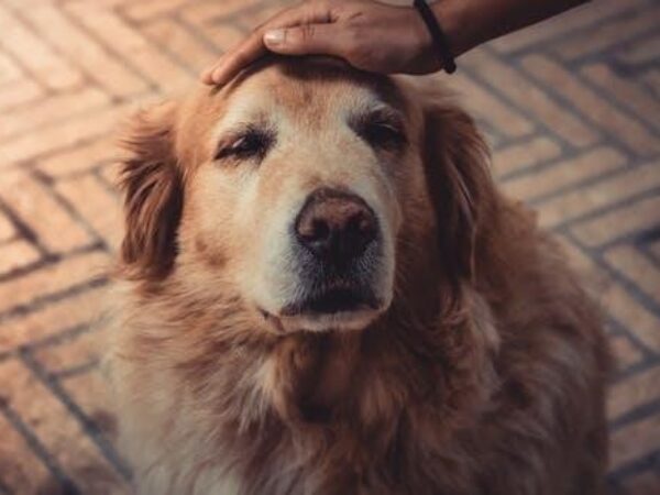 adopting senior companion animals