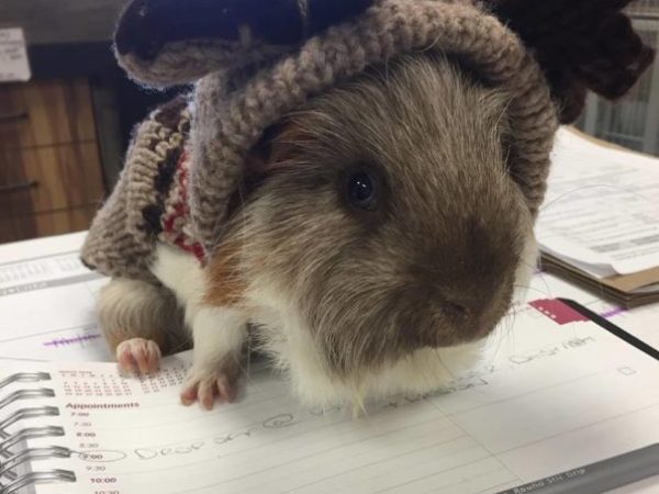 guinea pig, ontario SPCA, spca , a-team