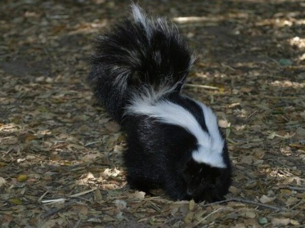 Skunk spray, wildlife, do skunks hibernate