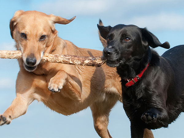 two dogs playing with stick