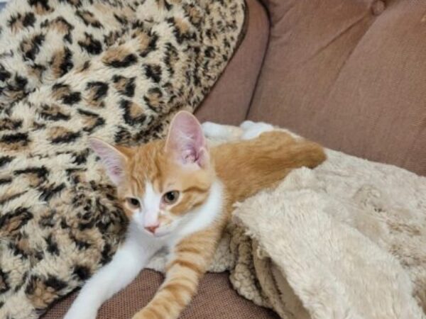 Kitten on sofa