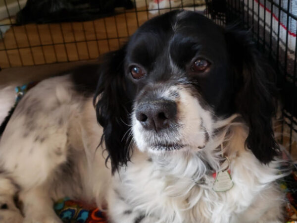 Nigel, quebec shelter, homeless dog