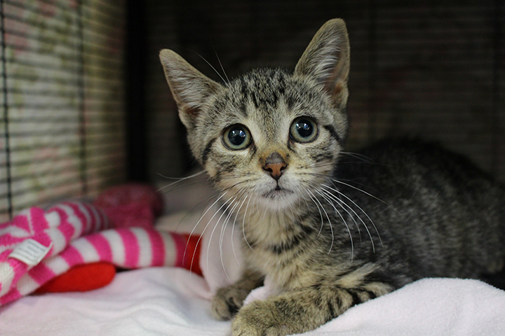 Valentina, cat for adoption, cats, adopt