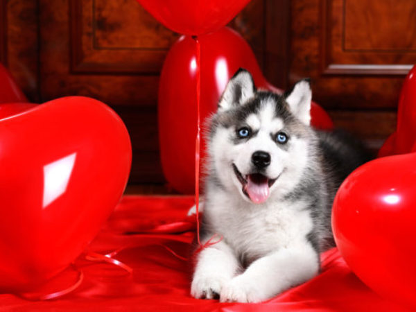 valentine's day, valentine, ontario SPCA, doggie date