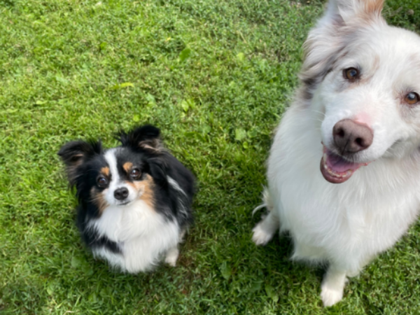 dogs, abby and diesel, best friends