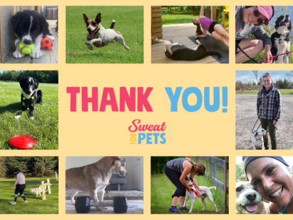 sweat for pets, campaign, fundraiser