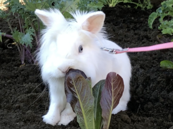 Bunny on leash