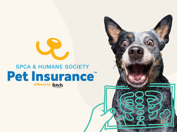 fetch insurance banner 2023