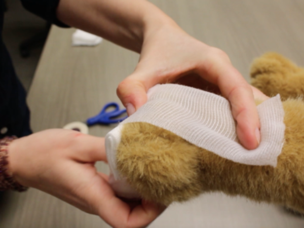 pet first aid, paw bandaging, ontario SPCA, blog, pets, video, youtube