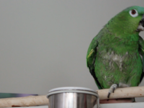 parrot care, parrots, ontario spca podcast