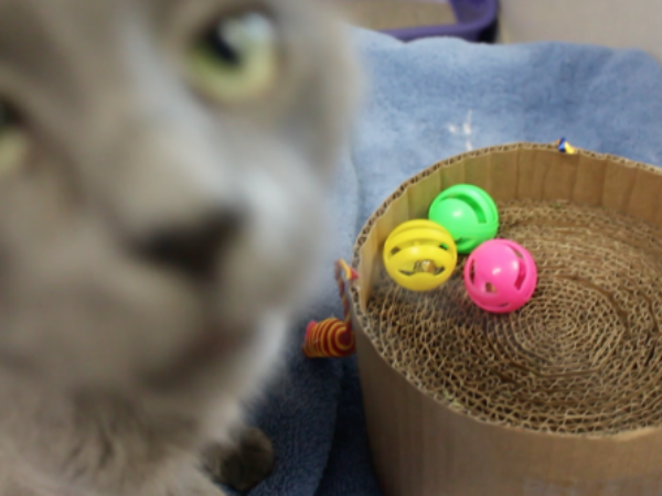 DIY cat toy, DIY Cat toys