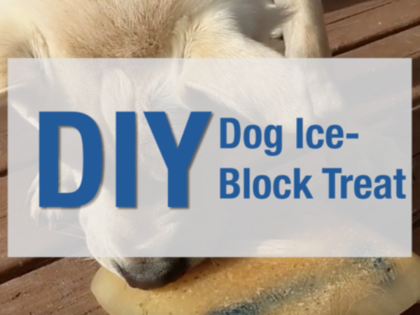 DIY treat, dog treat, ontario spca