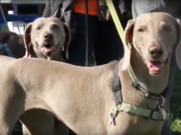 Ontario SPCA Friends for Life Walk