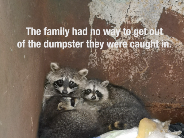 raccoon, raccoons, raccoon family rescue