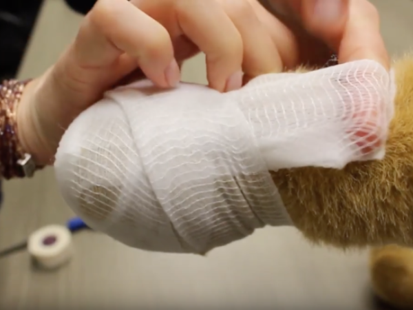 how to bandage your pet's paw, pet first aid