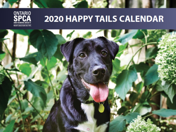 happy tails calendar, 2020, animal rescue