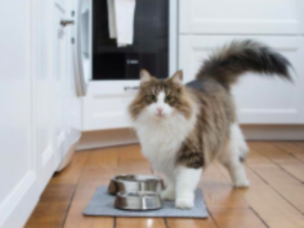 cat, food, nutrition tips, veterinarian