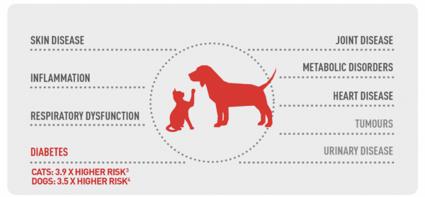 royal canin, animal obesity, pet obesity