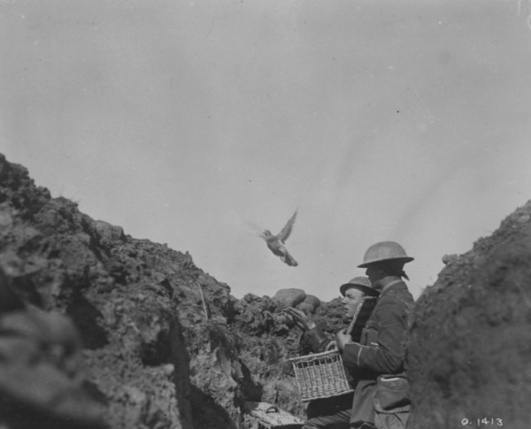 birds in war